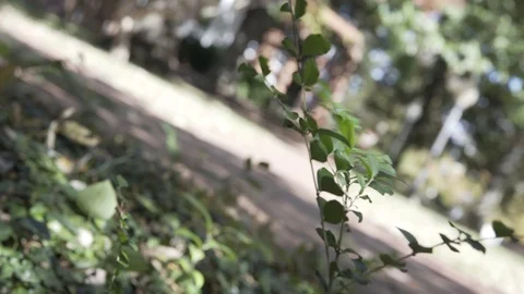College campus Stock Footage 98842675