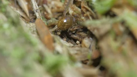 The collembola covers the egg with a second shell. Видео 152411810