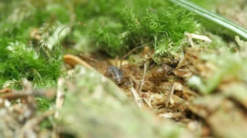 Collembola eats. Stock Footage