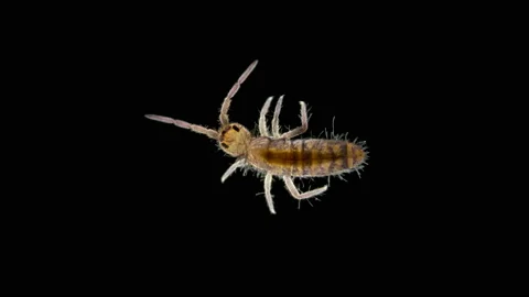 Collembola insect or springtail under the microscope Stock Footage 105601640