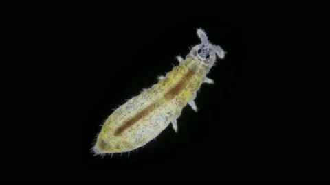 Collembola insect under the microscope, Order Poduromorpha. Stock Footage 153752359