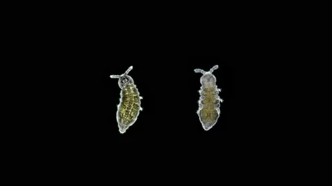 Collembola insect under the microscope, Order Poduromorpha, family Onychiuridae Stock Footage 153899041