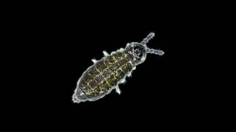 Collembola insect under the microscope, Order Poduromorpha, family Onychiuridae Stock Footage 153899261
