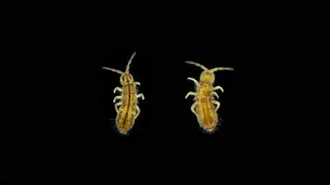 Collembola insect under the microscope, Order Entomobryomorpha, family Stock Footage 154234978