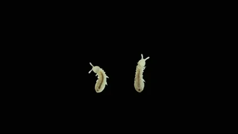 Collembola insect under the microscope, Order Poduromorpha, family Onychiuridae Stock Footage 154369237