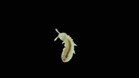 Collembola insect under the microscope, Order Poduromorpha, family Onychiuridae Stock Footage 154412502