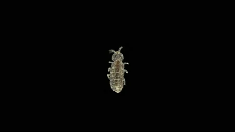 Collembola insect under the microscope, Order Poduromorpha. They live in moist Stock Footage 154450286