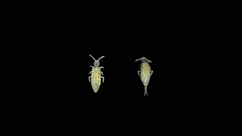 Collembola insects under a microscope, order Entomobryomorpha Stock Footage 154943983