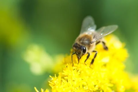Colletes bee closeup Stock Photos