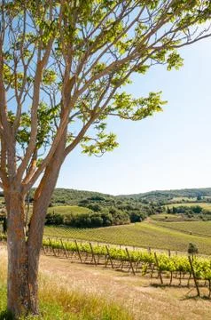 Colli Chianti Stock Photos