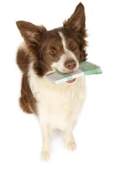 Collie border dog with the stack of bills one hundred Euro Фото