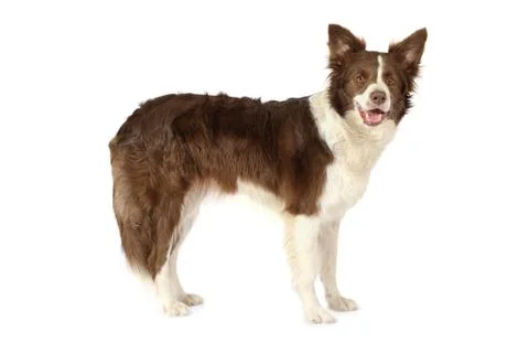 Collie border standing in front of white background Foto stock