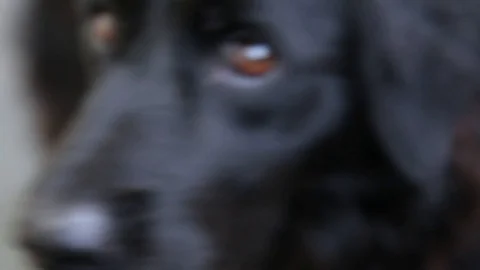 Collie cross labrador close up Stock Footage 91375976