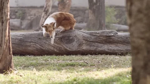 Collie Dog Lying on a Fallen Tree Log in the Forest Stock Footage 339887489