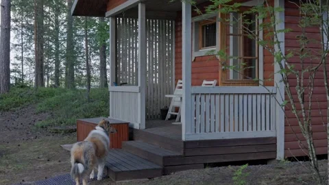 A collie dog outside of a rustic cottage porch of an outdoor sauna. Stock Footage 344903186