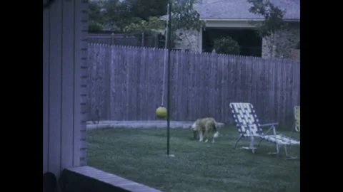 Collie dog playing fetch in backyard in the 1960s Stock Footage 311519228