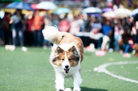 Collie dog running Stock Photos
