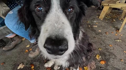 Collie Stock Footage 284771763