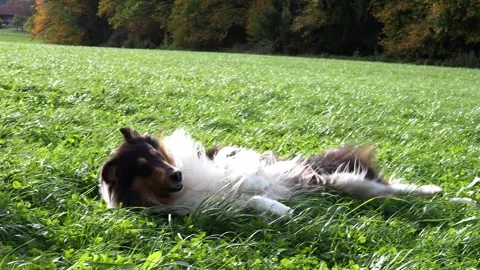 Collie in Gras Video stock 320614421