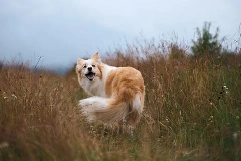 Collie looking back mid-run through field Stock Photos