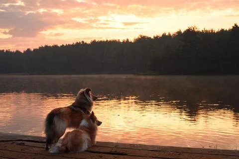 Collie lying on the dock at sunset Stock Photos