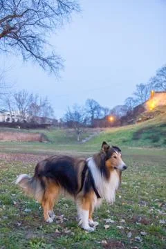 Collie in the park Stock Photos