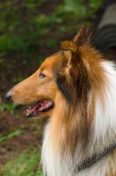 Collie in the park Stock Photos