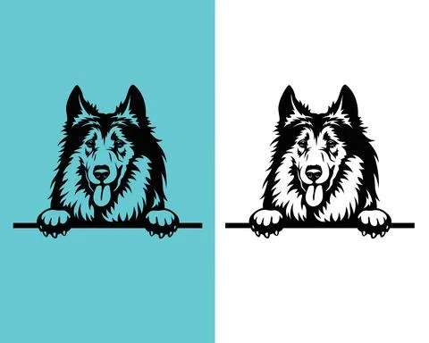 Collie  Peeking Dogs vector file any changes can be possible Stock Illustration