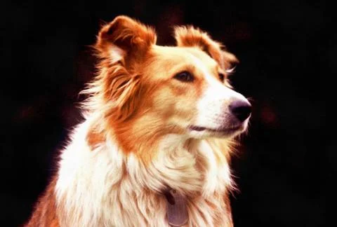 Collie Stock Photos
