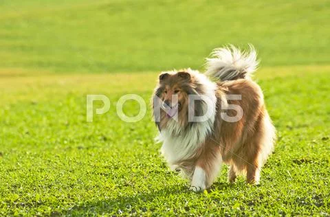 Collie Stock Photos