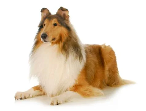 Collie Foto stock