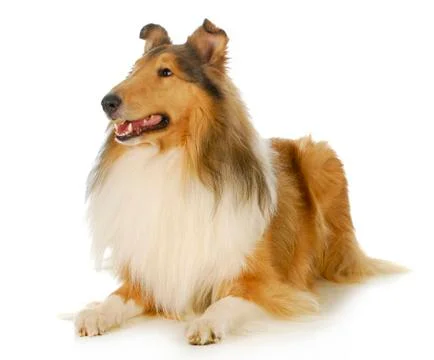 Collie Stock Photos