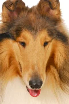 Collie Stock Photos