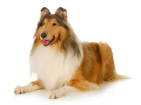 Collie Stock Photos