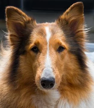 Collie Stock Photos