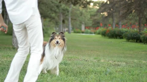 Collie playing with a ball Video stock 51707441