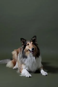 Collie posing for the camera, beautiful dog, calm Stock Photos