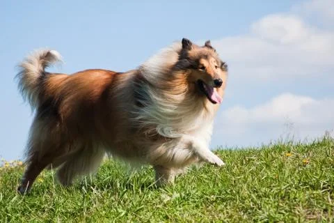 Collie red-haired long-haired dog walks on green grass Stock Photos
