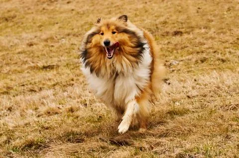 Collie running Stock Photos
