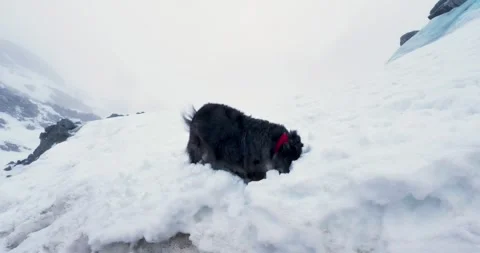 Collie Sheepdog Digging a Hole in the Snow Winter Scenery Mountains Snow Stock Footage 302069671