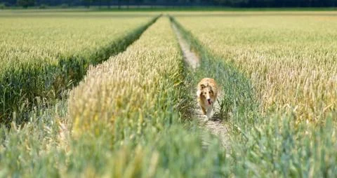 Collie in wheat field Stock Photos