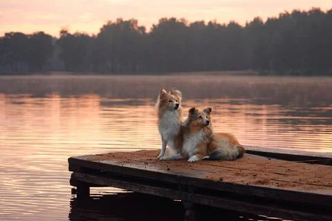 Collies bonding on the dock at sunset Stock Photos