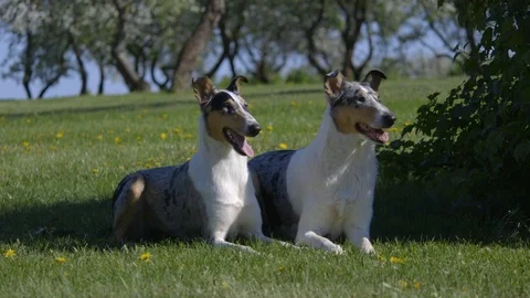 Collies lie on the grass Stock Footage 95555036