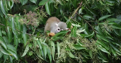Collins Squirrel Monkey eat in the Amazon Rainforest close up Stock Footage 344778978