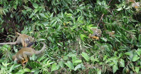 Collins Squirrel Monkey family feed in the Amazon Rainforest close up Stock Footage 344778980