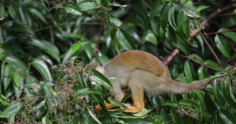 Collins Squirrel Monkey feed in the Amazon Rainforest close up Stock Footage 344778985