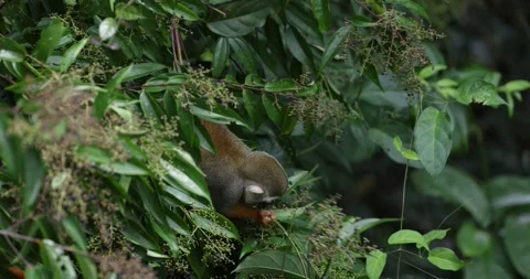 Collins Squirrel Monkey feed in the Amazon Rainforest closeup Stockbeeldmateriaal 344778988