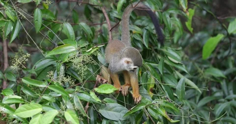 Collins Squirrel Monkey feed and forage in the Amazon Rainforest close up Stock Footage 344778984