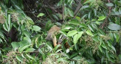 Collins Squirrel Monkey group feed in the Amazon Rainforest close up 库存影片 344778989