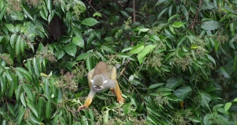 Collins Squirrel Monkey group feed in the Amazon Rainforest closeup 库存影片 344778990